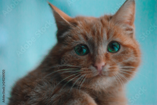 Fototapeta Naklejka Na Ścianę i Meble -  cat with green eyes