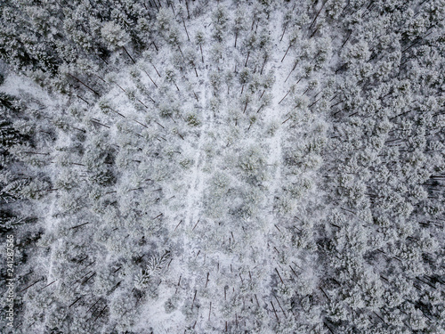 drone image. aerial view of forest area in winter with snowy trees