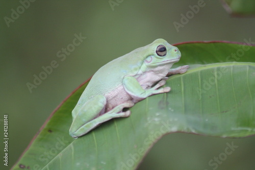 Green Frog On Leaf