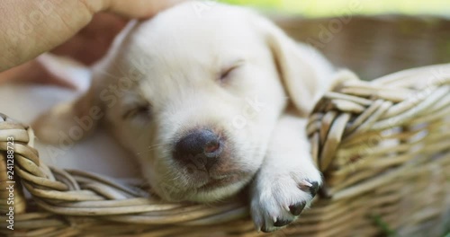 Close up of the cute puppy muzle sleeping in the basket and Caucasian woman's hand petting it. Outdoor. photo