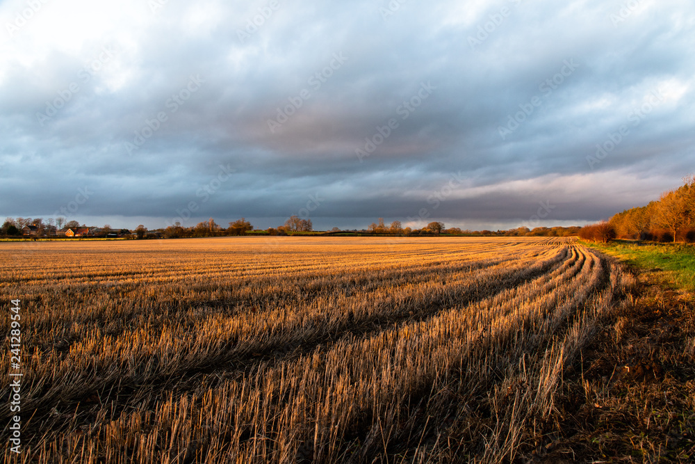 Wheat field