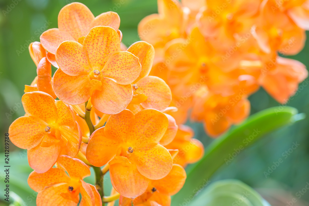 Orange orchids, Ascocenda in orchid house. Orange orchids, Ascocenda in orchid house.