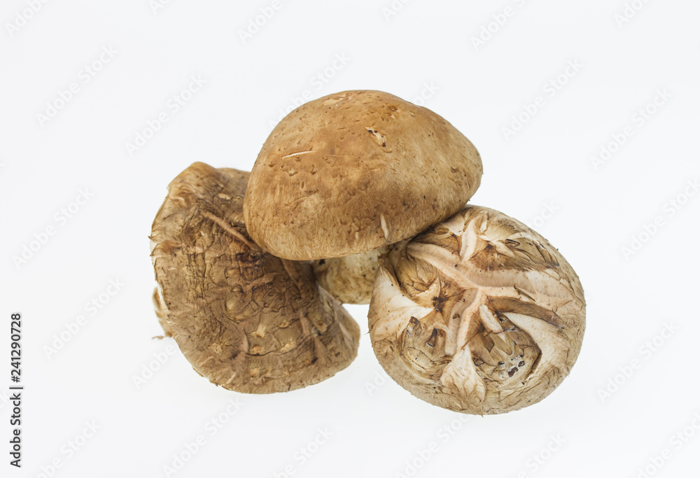Small group of japanese mushrooms, Shiitake Mushroom isolated on white Small group of japanese mushrooms, Shiitake Mushroom isolated on white