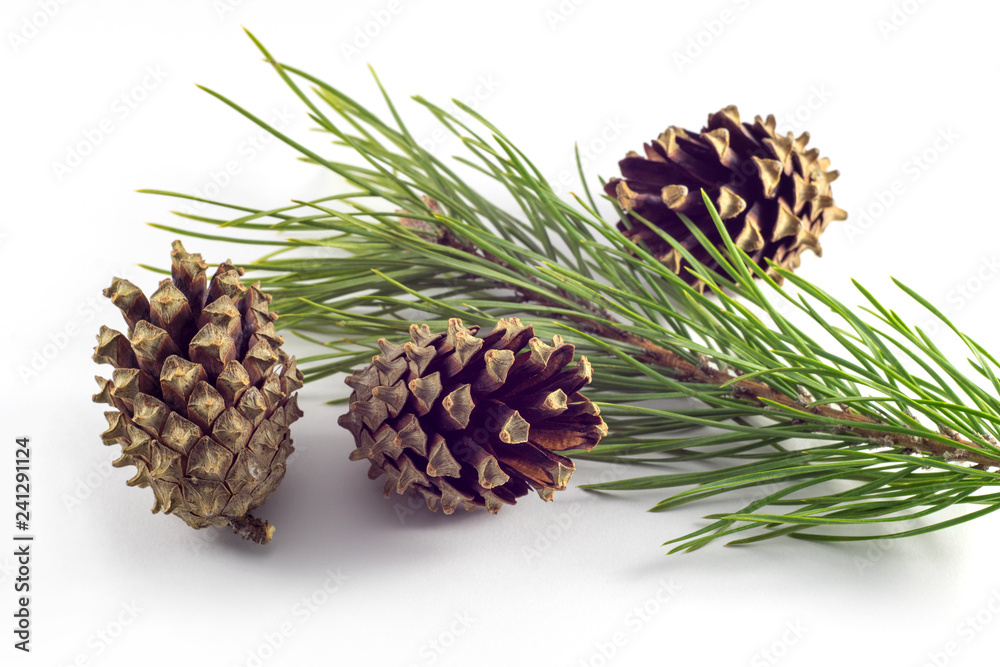 Fototapeta premium Fruits and sprig of pine on a white background