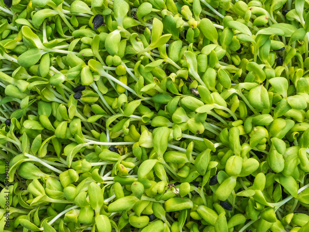 bean sprouts background,