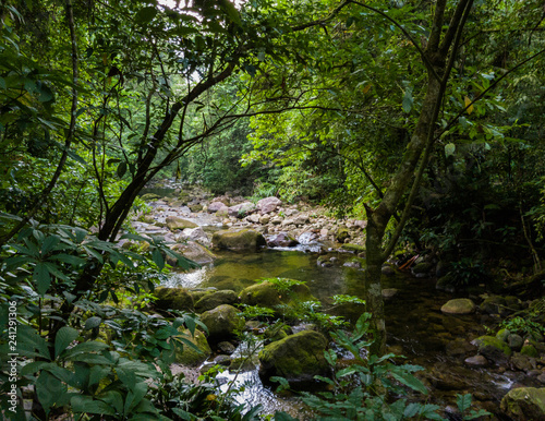 River in the forest