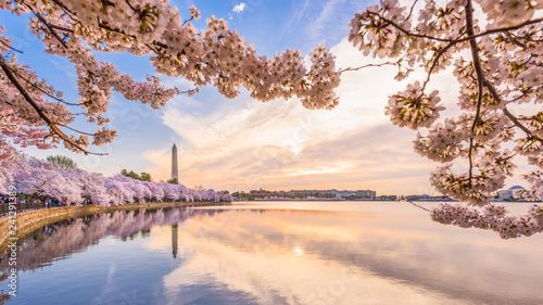 Slika na platnu Washington DC, USA in spring season