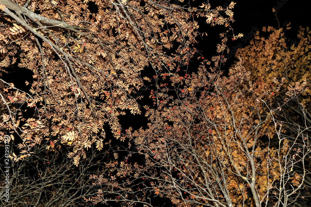 Autumn branches texture, trees with leaves and red berries, nature background. Night forest Autumn branches texture, trees with leaves and red berries, nature background. Night forest