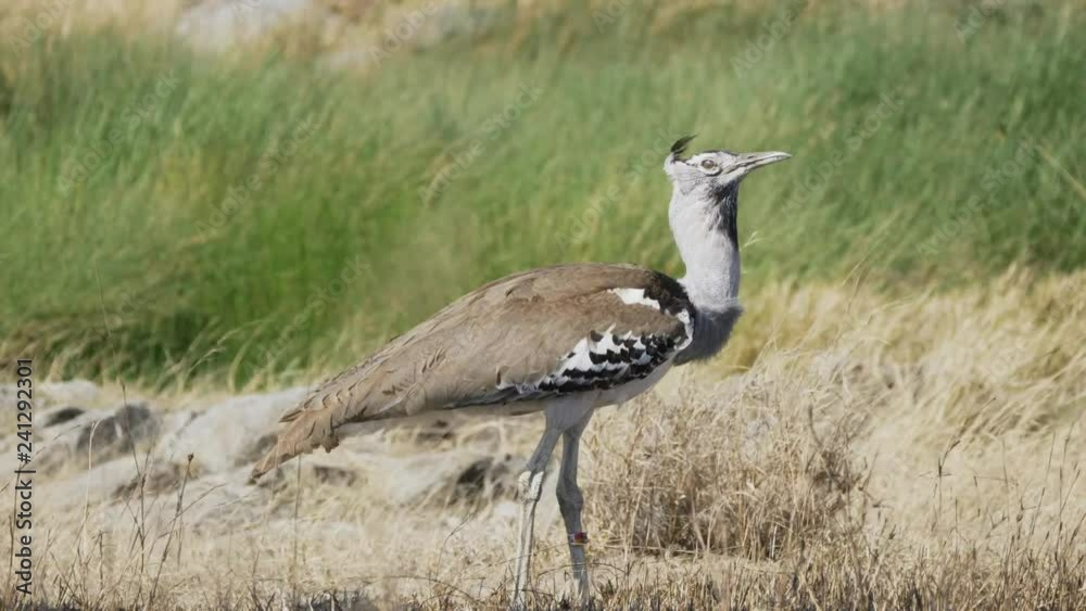 4K 60p close up of a kori bustard bird at serengeti national park in tanzania 4K 60p close up of a kori bustard bird at serengeti national park in tanzania