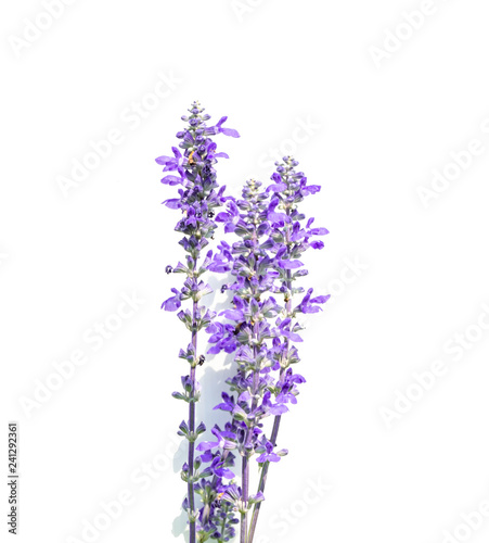 lavender flower isolated on white background.