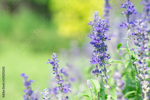 lavender flower in graden