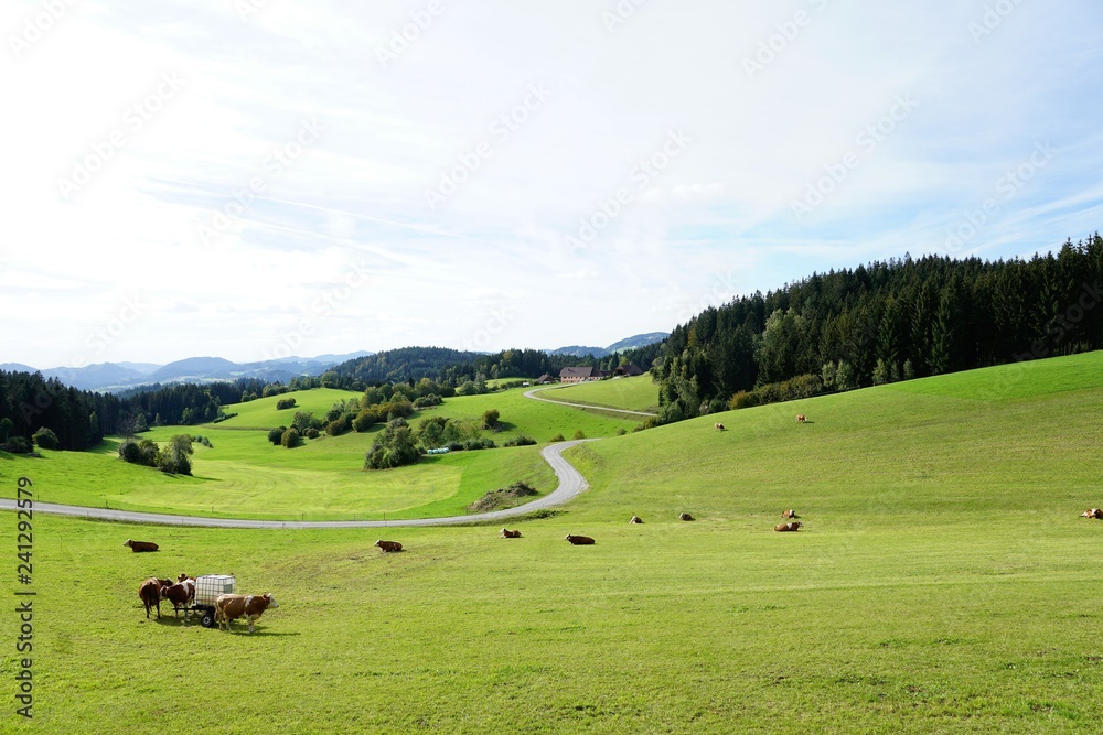 Wiese in Königswiesen in Perg in Österreich in Europa