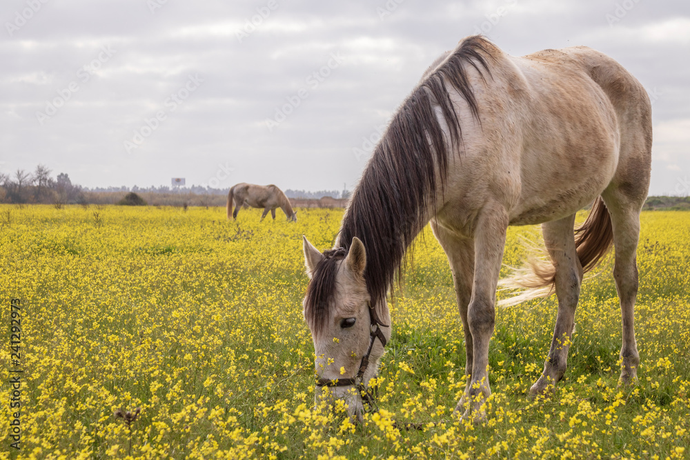 Caballo pastando en el campo entre flores amarillas un día de otoño Caballo pastando en el campo entre flores amarillas un día de otoño