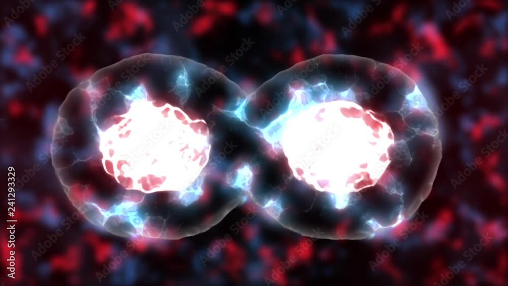 Cells Dividing red and blue tone.  3D rendered Animation of the Mitosis and replication of a generic biological Cell.  Cellular division under the microscope, generic cell dividing, stem cell divide.