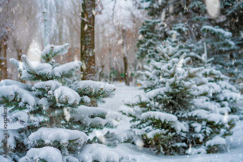 lots of snow cover huge pine tree forest in mountains in cold day b lots of snow cover huge pine tree forest in mountains in cold day b