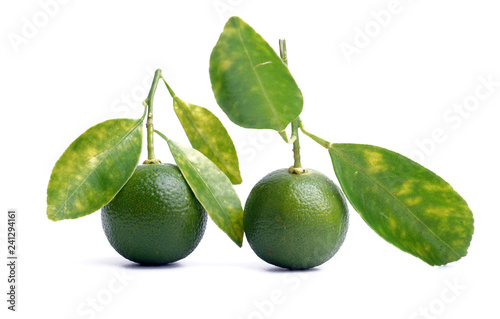 Fresh calamondin fruit on white background