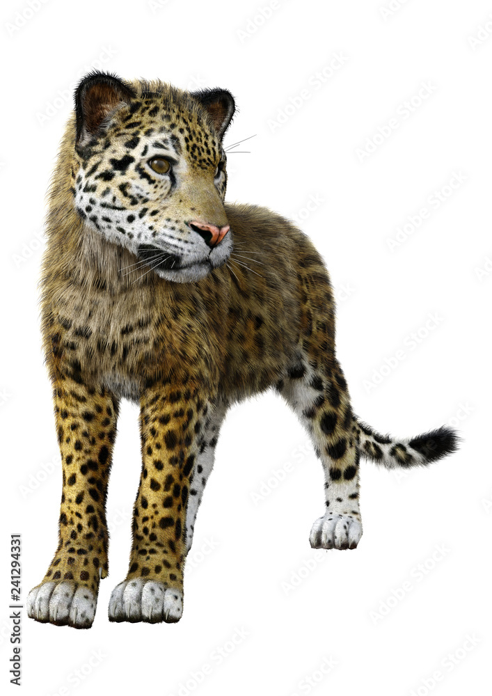 3D Rendering Big Cat Jaguar on White 3D Rendering Big Cat Jaguar on White