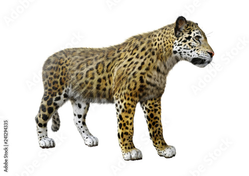 3D Rendering Big Cat Jaguar on White