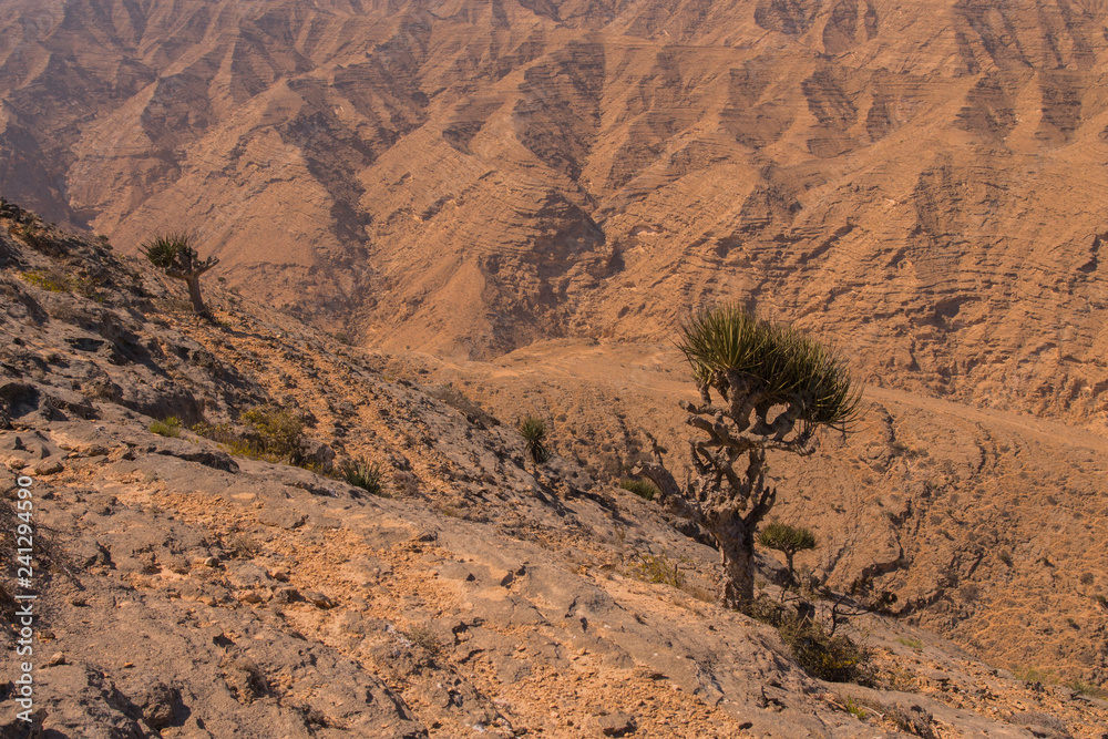 Lonely tree on a background of rocky mountains. Dhofar Mountains. Oman