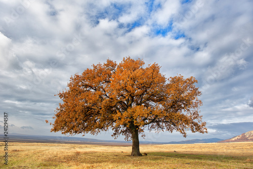 Old oak alone in the field
