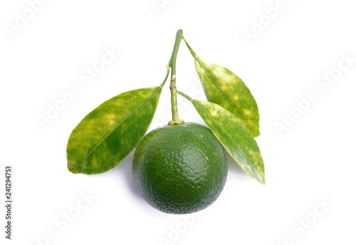 Calamondin or calamansi lime on a white background.