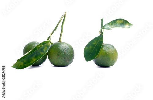 Wallpaper Mural Calamondin or calamansi lime on a white background. Torontodigital.ca