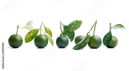 Calamondin or calamansi lime on a white background.