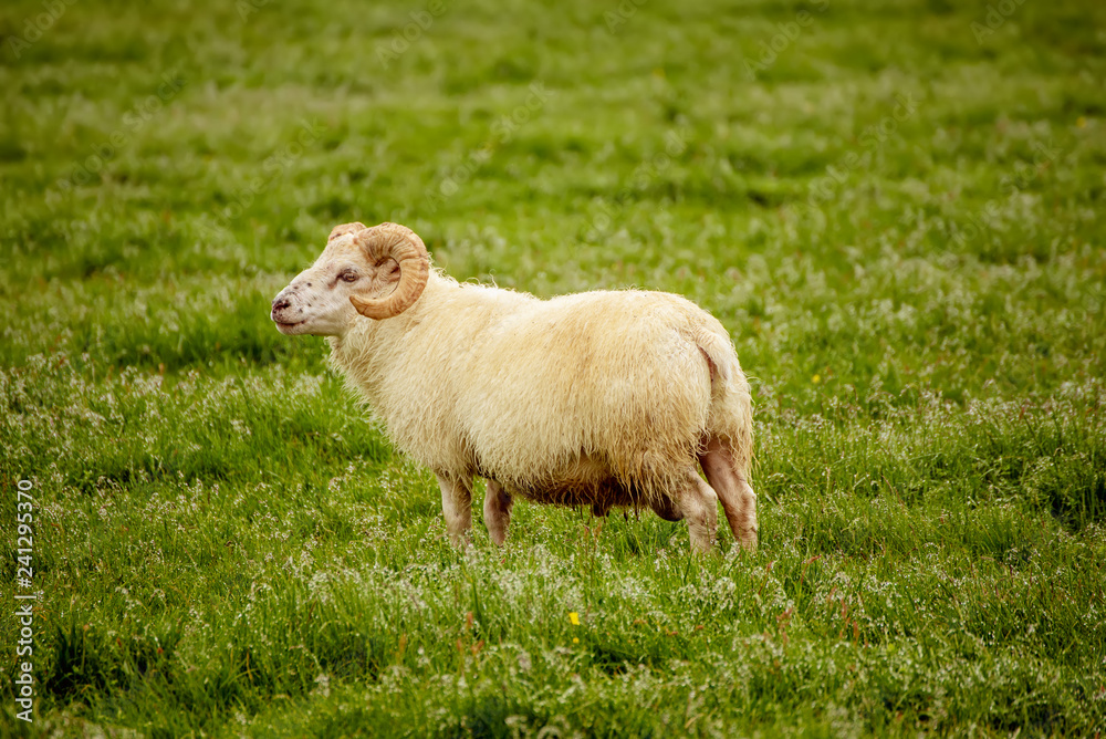 Sheep grazing in Iceland