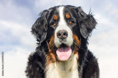 Obraz na plátne bernese mountain dog