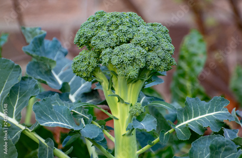 Ripe broccoli cabbage growing in garden