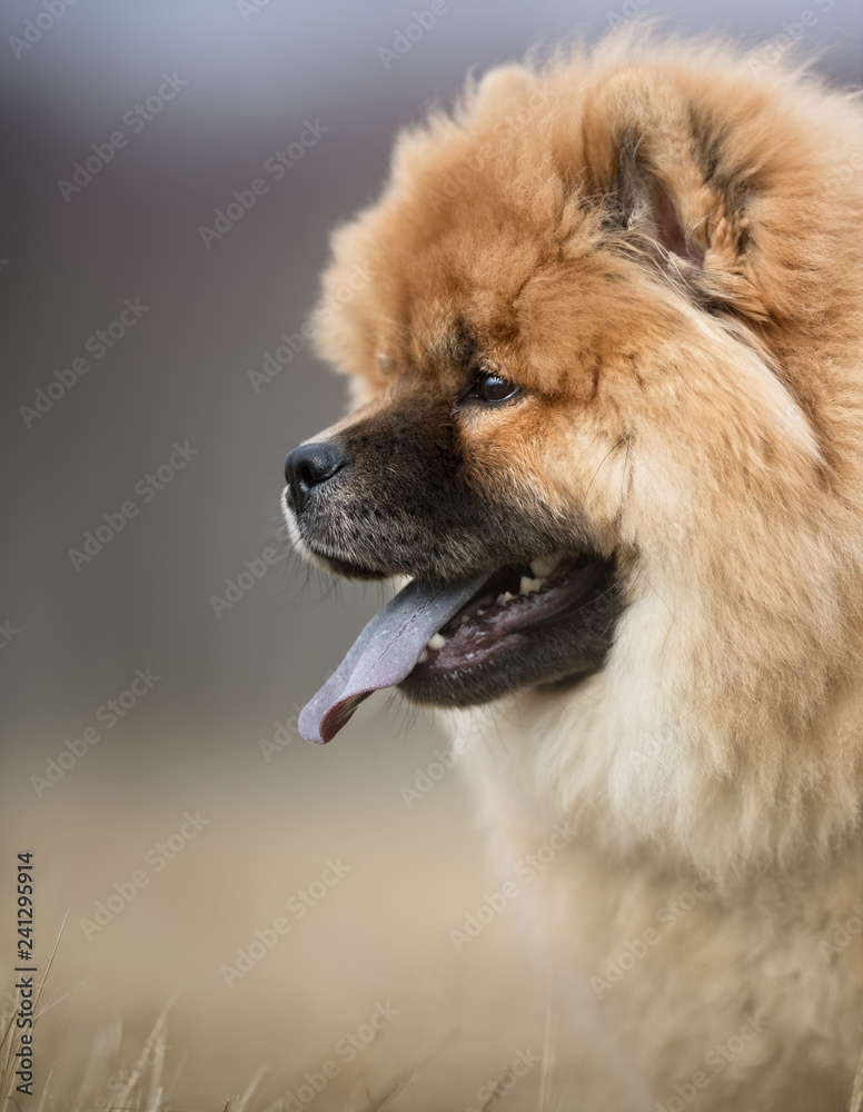 Lion Dog, Chow Chow