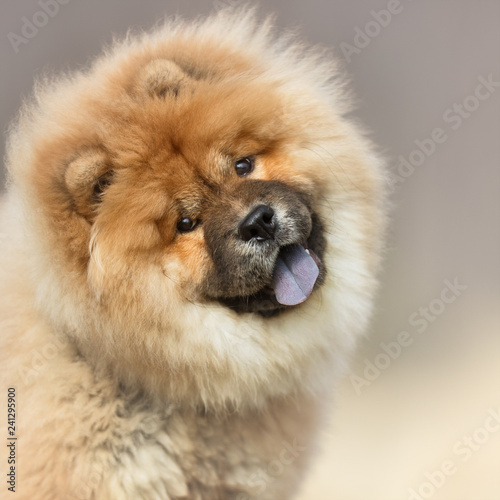 portrait of a dog, Lion Dog, Chow Chow photo