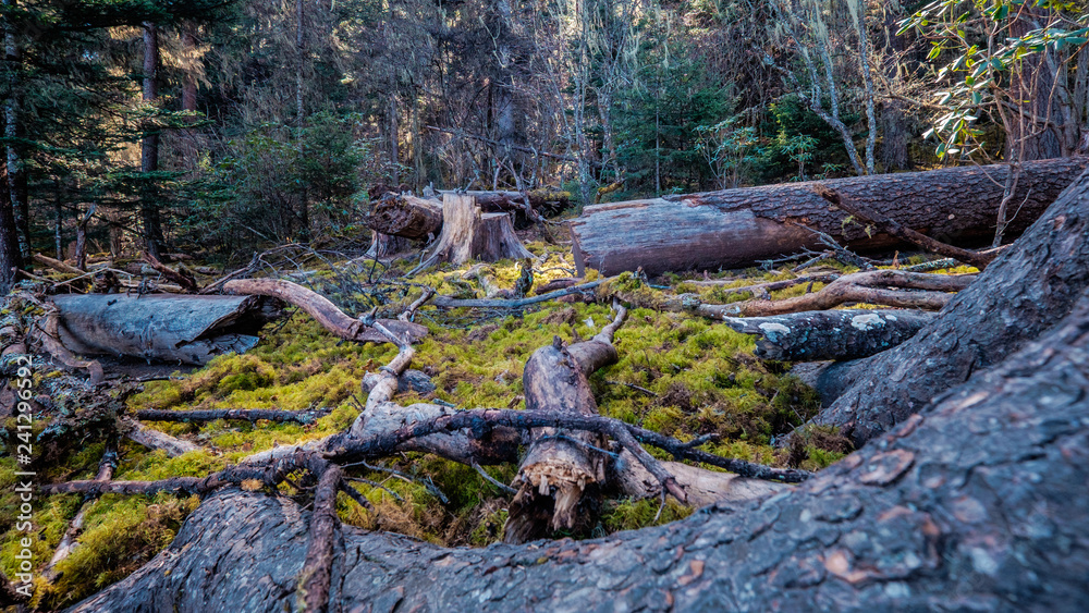 Fallen Trees and Logs