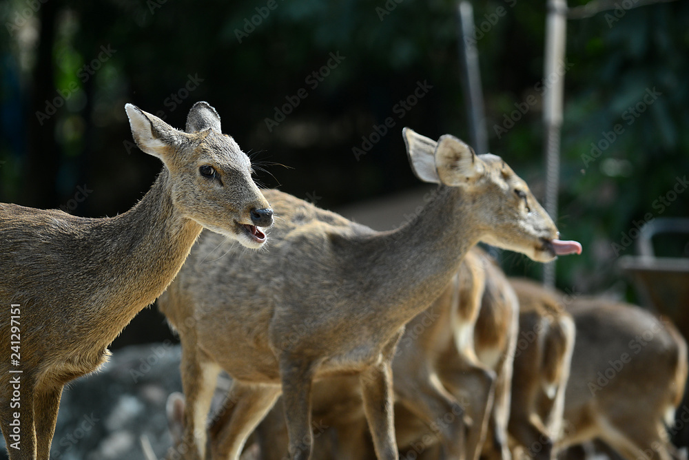 Fototapeta premium freilaufendes Rehwild in Tierpark in Thailand
