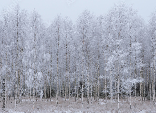 Wallpaper Mural Birch tree forest covered by fresh frost and snow during winter Christmas time Torontodigital.ca