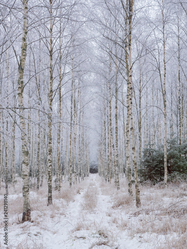 Birch tree forest covered by fresh frost and snow during winter Christmas time