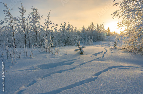 Beautiful winter landscape. Fabulous snow-covered forest.