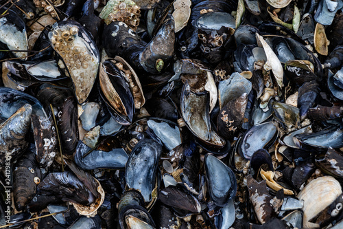 Miesmuscheln am Strand