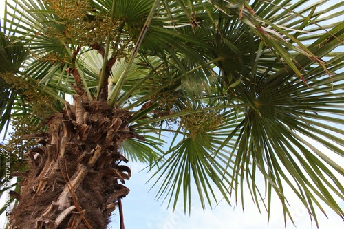 Włoska palma photo
