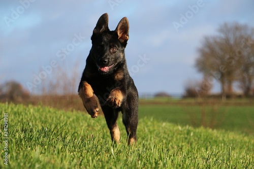 beautiful small black german shepherd is running fast in the park