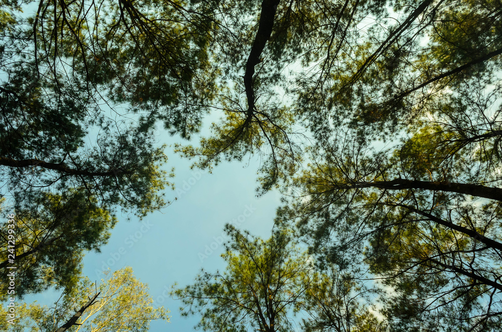 Fototapeta premium trees in autumn