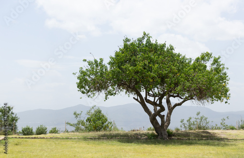 Tree on natural environment photograph
