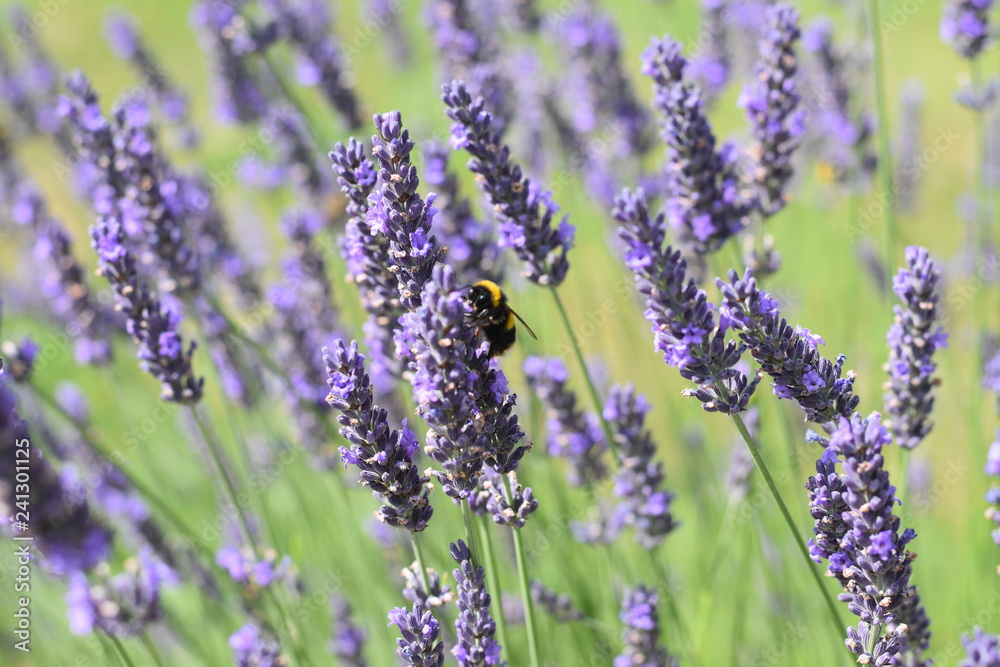 Obraz premium Bumble Bee on lavender #1