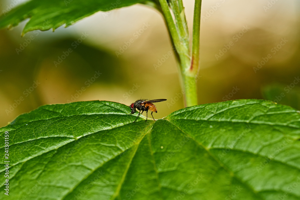 Currant bush. A fly sits on a sheet of currant. Nature, macro, close-up. Russia, Moscow region, Shatura.A fly on a sheet of currant Currant bush. A fly sits on a sheet of currant. Nature, macro, close-up. Russia, Moscow region, Shatura.A fly on a sheet of currant