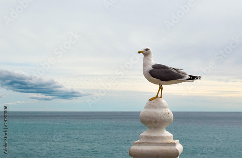 seagull on rock