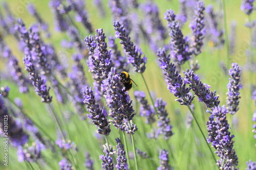 Bumble Bee on lavender #1 © vc