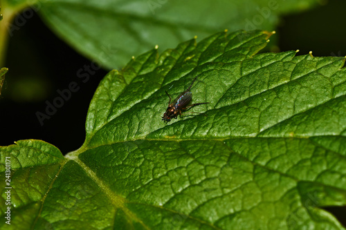 A fly on a sheet of currant.Currant bush. A fly sits on a sheet of currant. Nature, macro, close-up. Russia, Moscow region, Shatura