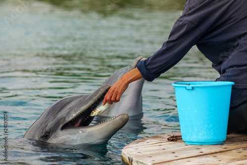 Dolphin feeding and training with instructor in oceanarium dolphinaris photo