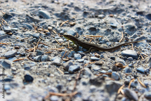 A small lizard is photographed very closely on a gray stone