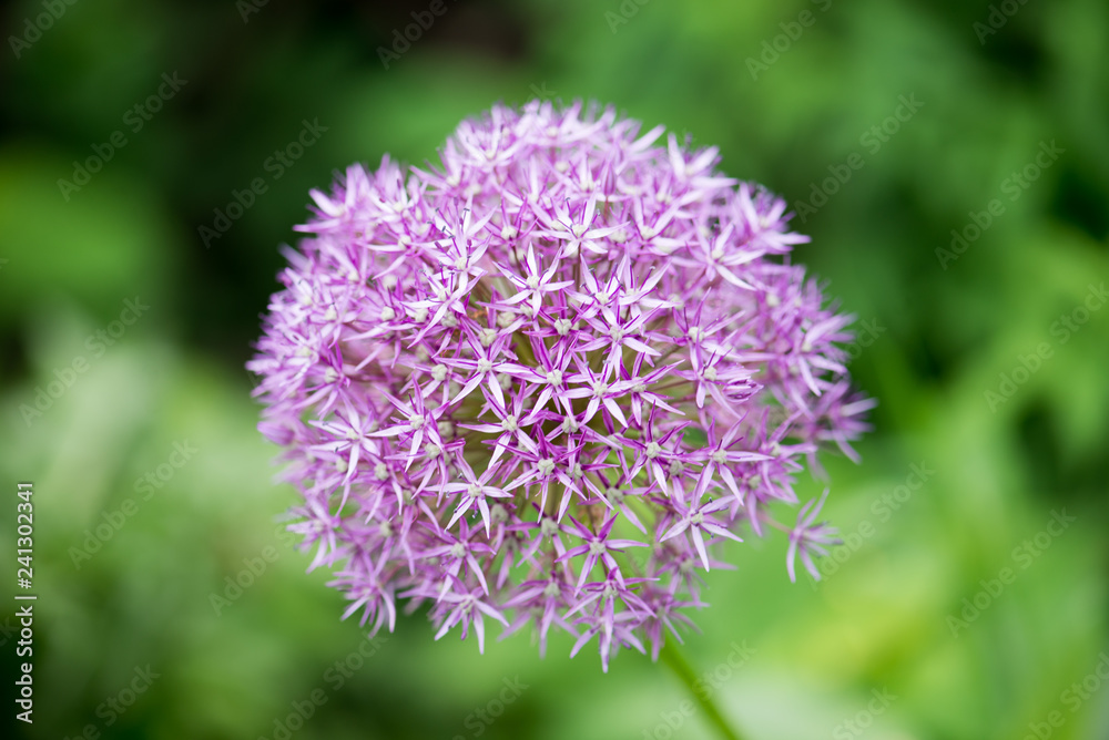 allium allium